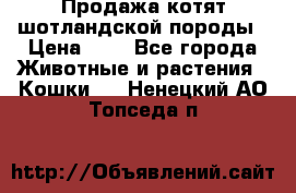 Продажа котят шотландской породы › Цена ­ - - Все города Животные и растения » Кошки   . Ненецкий АО,Топседа п.